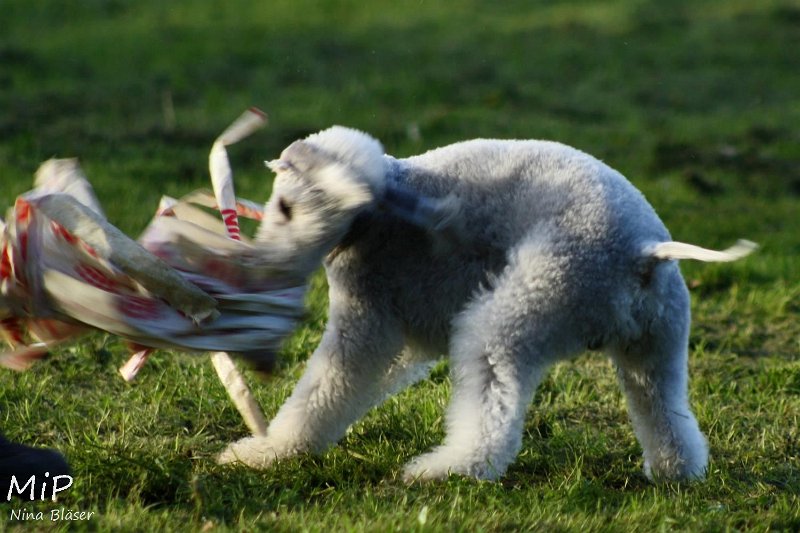 2010-10-03 Coursing-Training GE (51).jpg